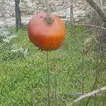 Casa Lisetta Frühstückspension