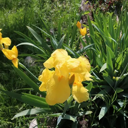 Casa Lisetta Valtopina