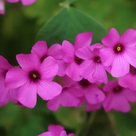 Casa Lisetta Bed & Breakfast Valtopina