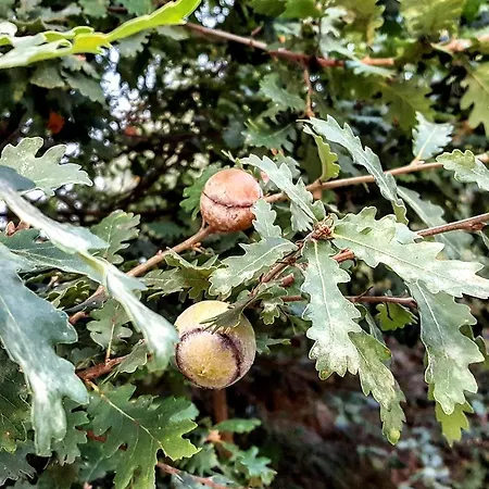 Casa Lisetta Bed & Breakfast