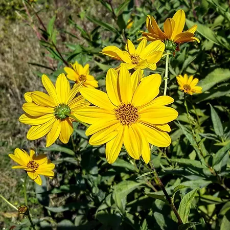 Casa Lisetta Bed & Breakfast