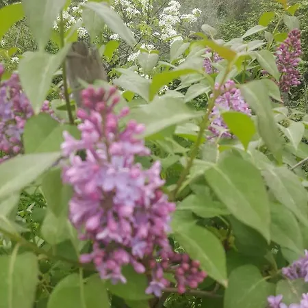 Casa Lisetta Bed & Breakfast