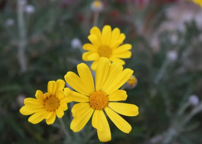 Bed & Breakfast Casa Lisetta