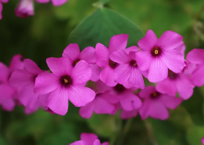 Casa Lisetta Bed & Breakfast Valtopina