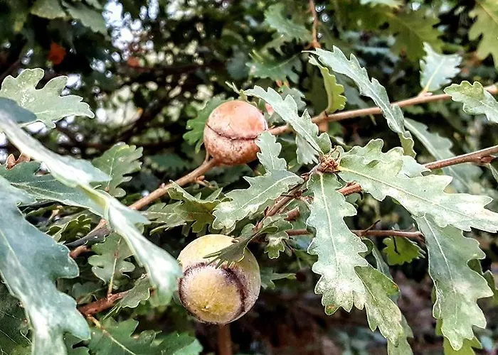 Casa Lisetta Bed & Breakfast