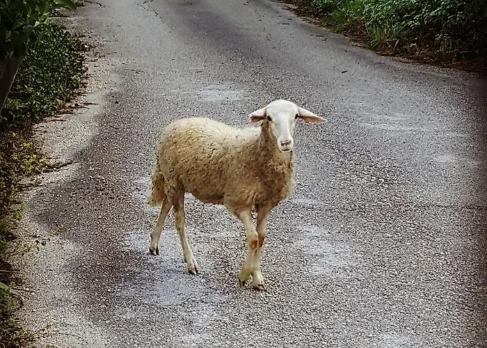 Bed & Breakfast Casa Lisetta