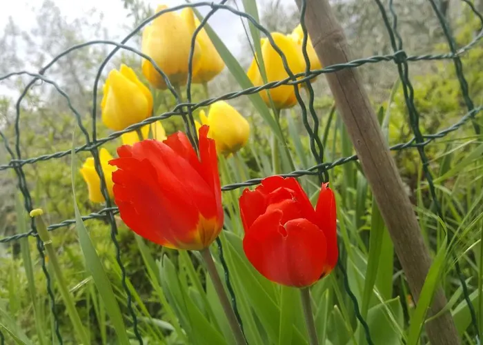 Casa Lisetta Bed & Breakfast 3*