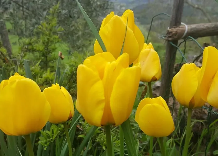 Casa Lisetta Valtopina