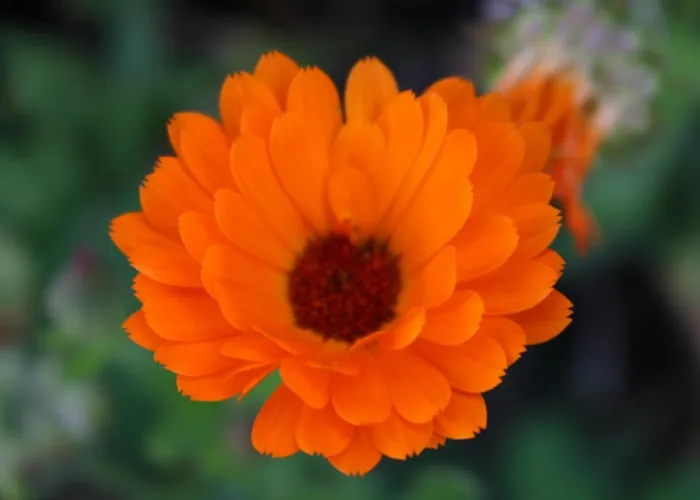 Casa Lisetta 3* Valtopina