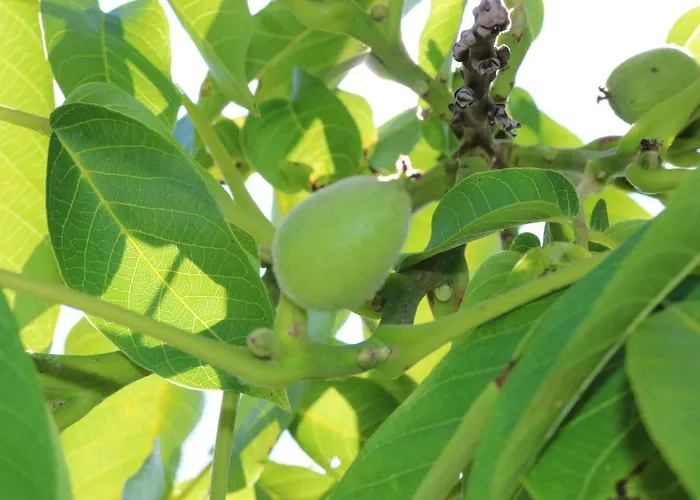 Casa Lisetta Bed & Breakfast