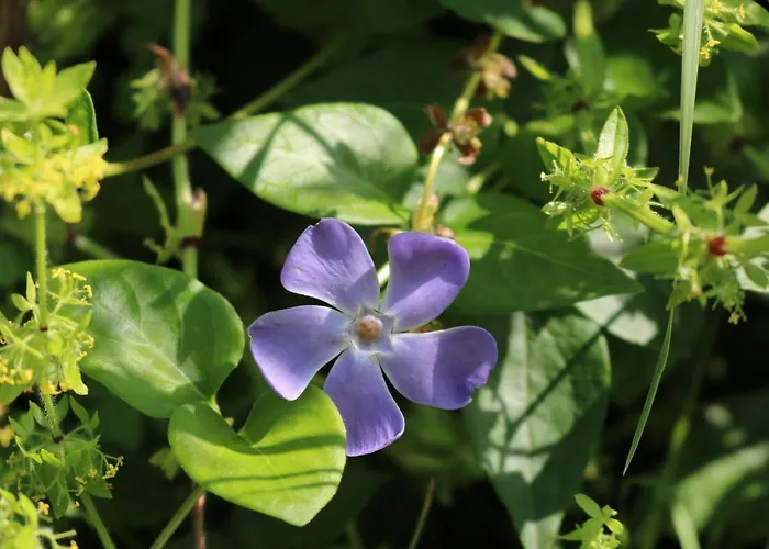 Casa Lisetta Bed & Breakfast