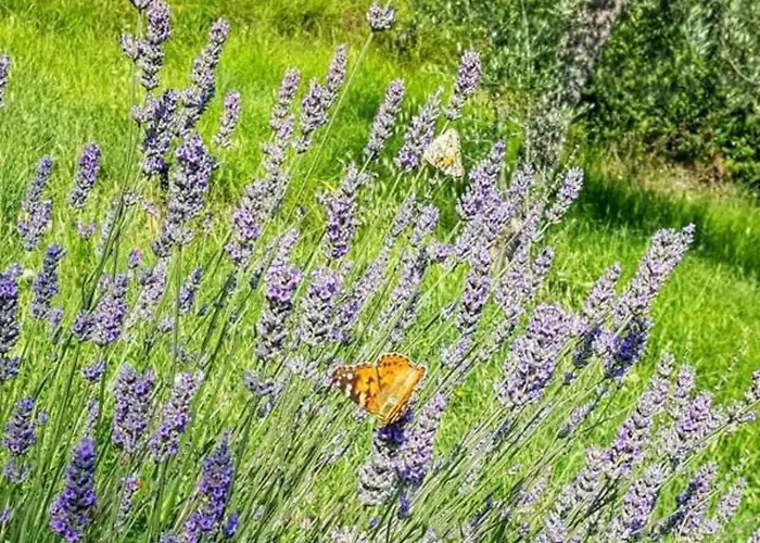 Bed & Breakfast Casa Lisetta